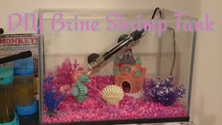 DIY brine shrimp tank (XL Sea monkey tank)