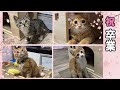 正式譲渡になりました〜卒業から現在の姿〜【ひまわり&屋台兄弟日記 最終回】Forever Home Found: From Graduation to Today