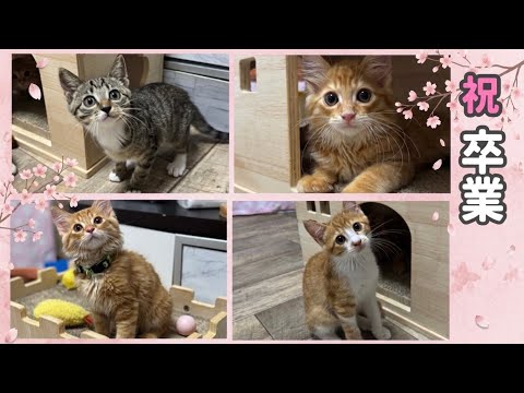 正式譲渡になりました〜卒業から現在の姿〜【ひまわり＆屋台兄弟日記 最終回】Forever Home Found: From Graduation to Today