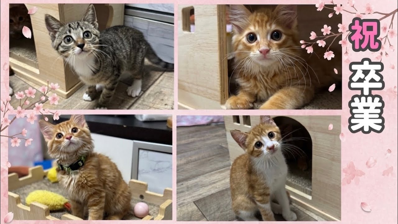 正式譲渡になりました〜卒業から現在の姿〜【ひまわり&屋台兄弟日記 最終回】Forever Home Found: From Graduation to Today