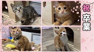 正式譲渡になりました〜卒業から現在の姿〜【ひまわり＆屋台兄弟日記 最終回】Forever Home Found: From Graduation to Today