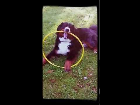 Hullahup-Hund