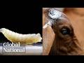 Global National June 6 2026 Canada Bans Texas Livestock Imports Over Screwworm Parasite Concerns 