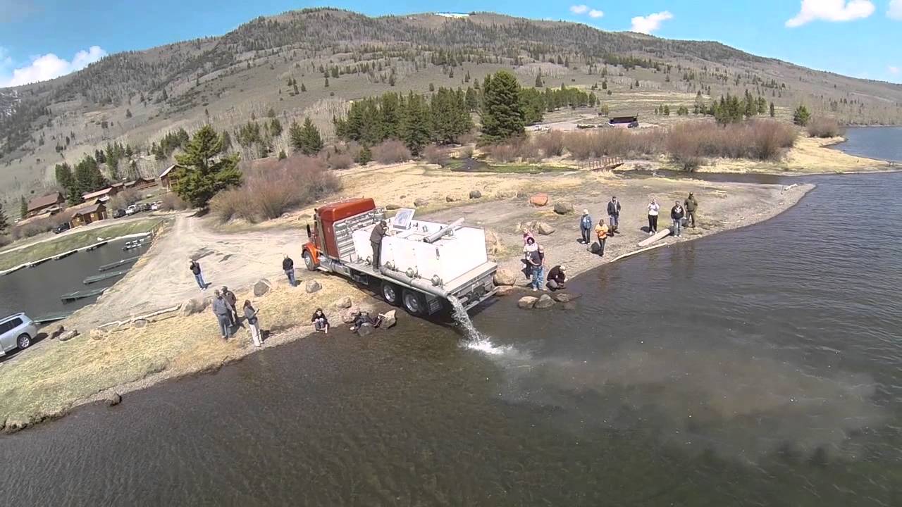 huntington beach california Kokanee Salmon being planted in Fish Lake