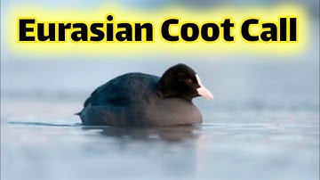 Eurasian Coot singing / Coot bird call
