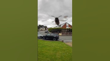 A wasp or a bee caught on my ring doorbell #wasp #bee #ringdoorbellmeme #ringdoorbell