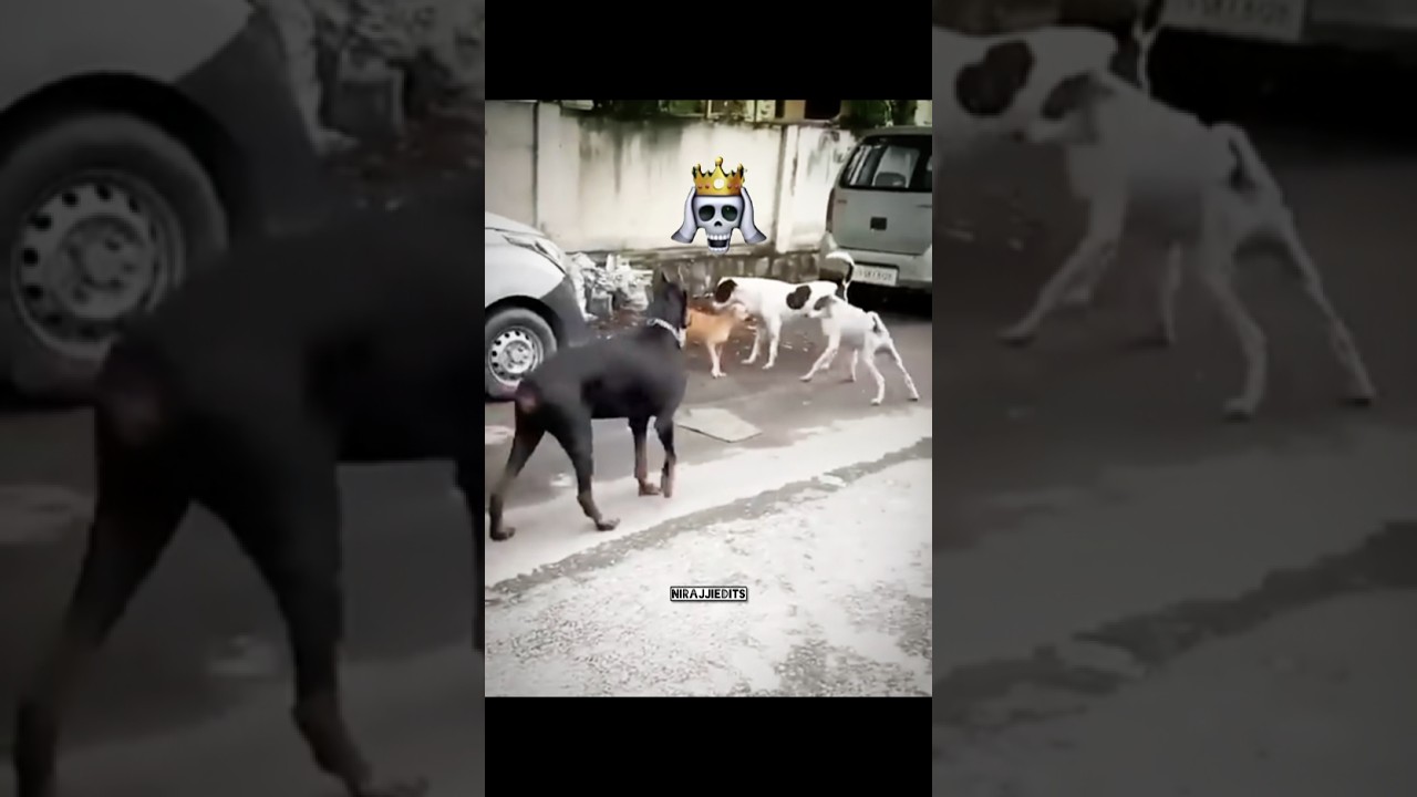 Sigma dogesh bhai dog sigma attitude shorts 