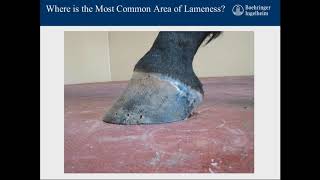 Treating the Performance Horse – The Horizon
