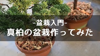 盆栽 Youtube 盆栽 Youtube