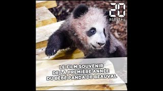 Le film souvenir de la première année du bébé panda du zoo de Beauval