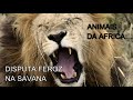 ANIMAIS DA SAVANA AFRICANA 