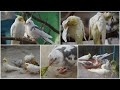 20 Minutes of Cockatiel Companion - Best Cockatiel video