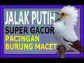 JALAK PUTIH SUPER GACOR PANCINGAN BURUNG MACET