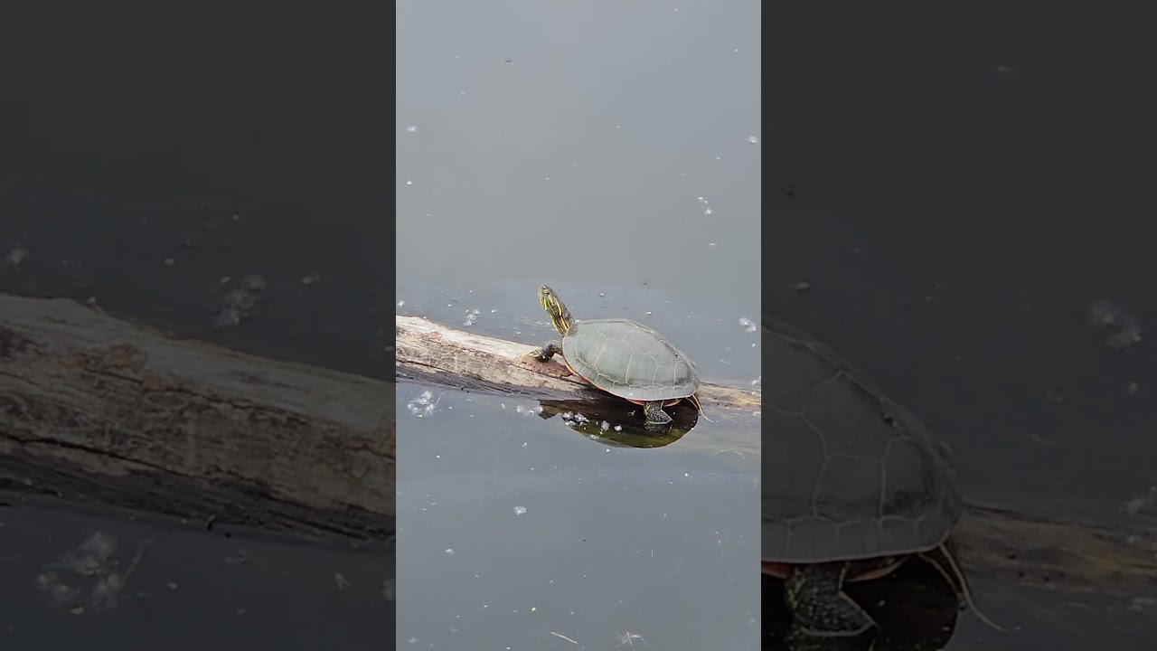 Turtles sunning themselves 06.02.23