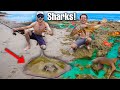 Finding AQUARIUM SHARKS In Beach Tide Pool! (Giant Stingray ATTACKS)