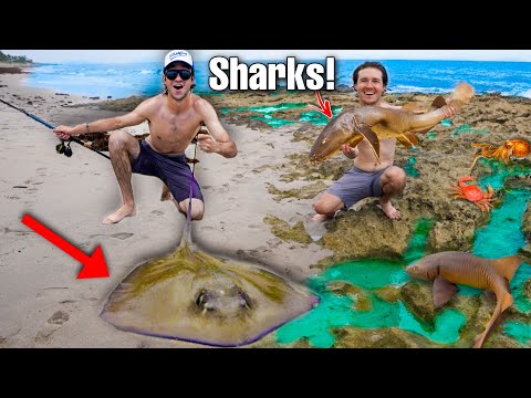 Finding AQUARIUM SHARKS