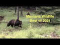 Montana wildlife  best of 2021