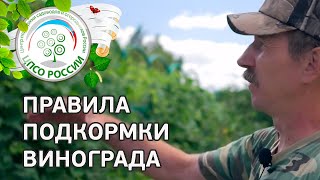 Подкормка винограда. Когда и чем подкармливать виноград.