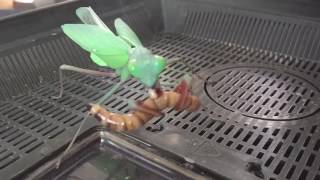Hierodula Majuscula ( Giant RainForest Mantis ) First Morio Worm Feeding