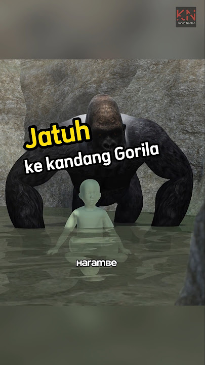 Bocah 3 Tahun Jatuh di Kandang Gorila Silverblack🔥