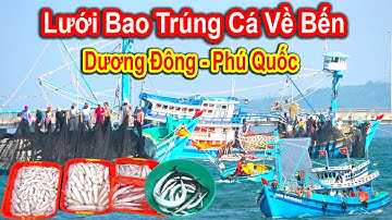 Hàng Chục Ghe Lưới Bao Vào Cửa Biển Dương Đông || Cảnh Quá Đặc Sắc