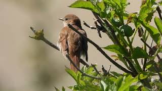 De zang van een nachtegaal bij de Maasvlakte song of Common Nightingale, Luscinia megarhynchos