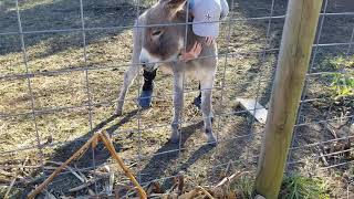 1St Time Donkey Ridefor Both