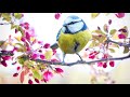 Flying, Relaxing Sleep Music 🎶Deep Sleeping Music. Relaxing Music. Stress Relief. Meditation Music