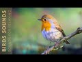 Relaxing bird sounds  birds singing in the forest nature sounds stress relief no music