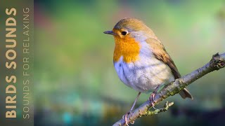 Relaxing Bird Sounds - Birds Singing in the Forest, Nature Sounds, Stress Relief, No Music
