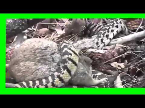 Tupai vs  Ular  Berbisa Video Pertarungan Hewan  