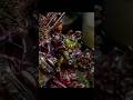 CIGAR SMOKING NURGLINGS?! - #nurgle #warhammer40k #minipainting #artist #hobby #warhammer