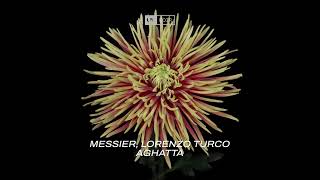 Messier, Lorenzo Turco - Aghatta