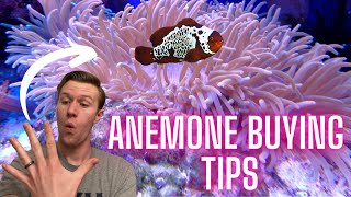 5 Things You Need to Know Before Getting an Anemone - Watch Before You Buy!