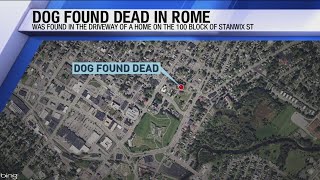 Dog Found Dead In Rome
