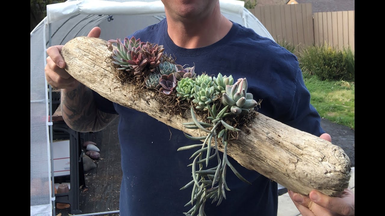 Planting two Driftwood Succulent Planters