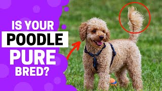 How To Identify a Pure Poodle Puppy?