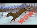 Horses playing and having fun in the snow. Awesome!