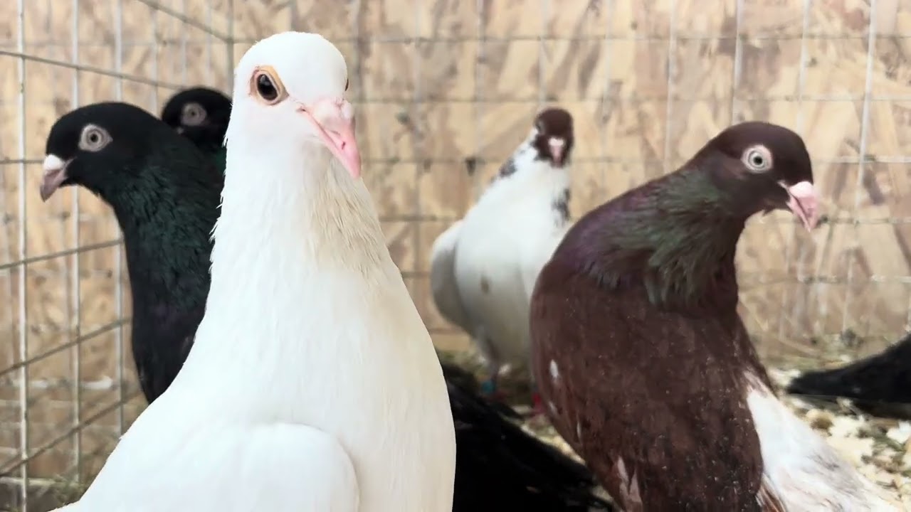 28.02.2026г Одесские Турмана!!!