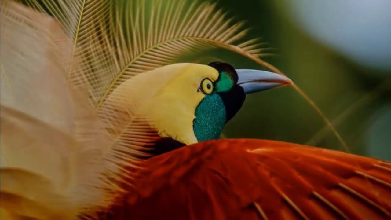 Der Paradiesvogel by Jura Kralicek - YouTube