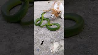 cat vs snake green one