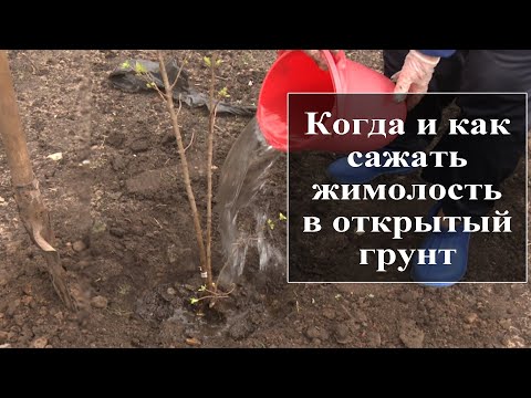 Как правильно посадить жимолость