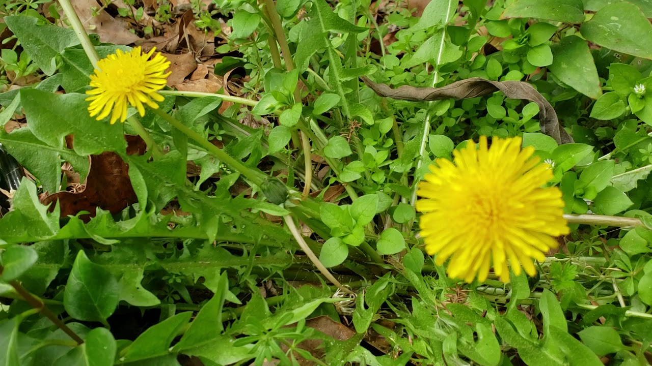 Dandelions colorful, composite of several flowers – The Voice