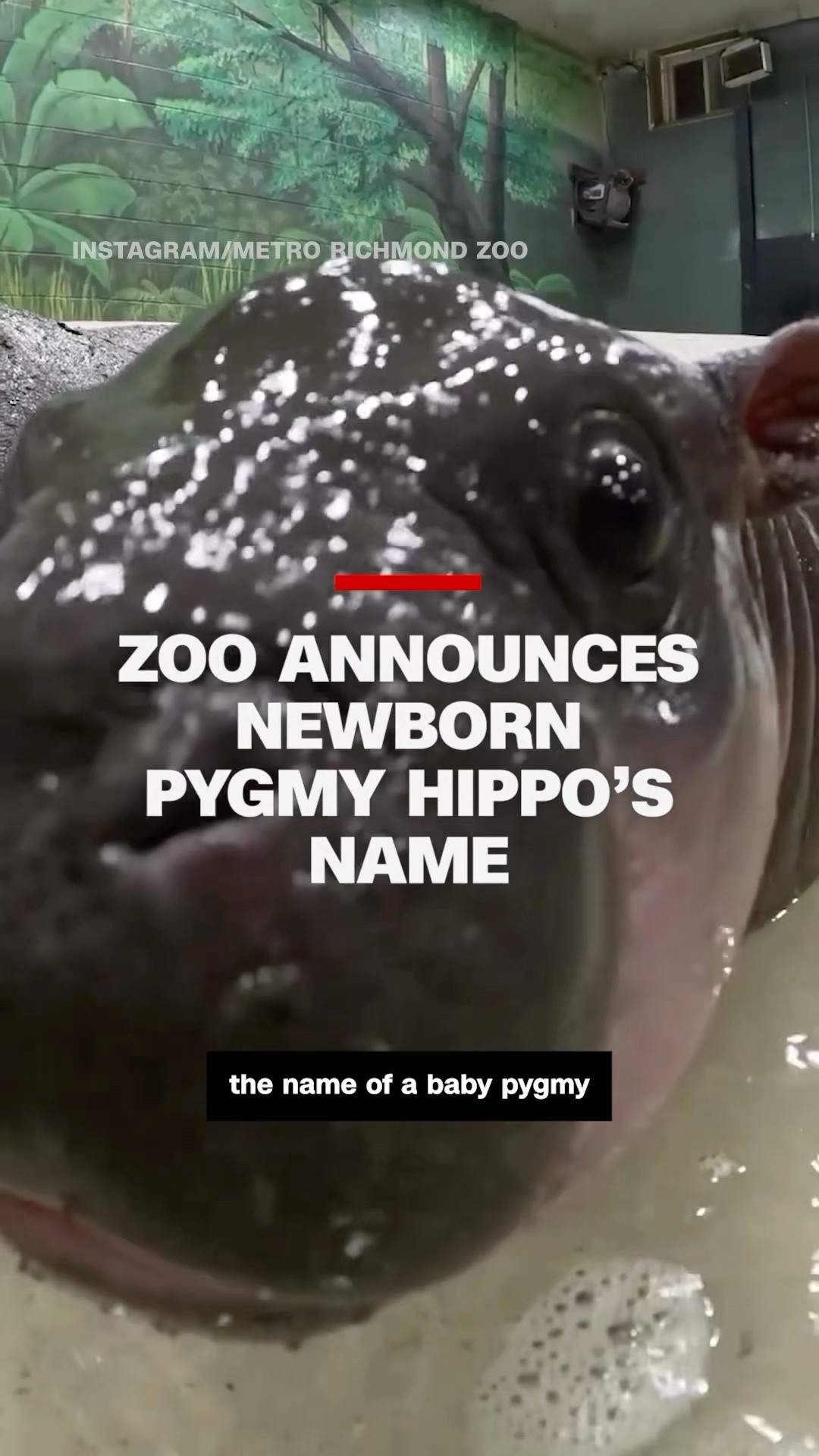 Zoo announces newborn pygmy hippo’s name