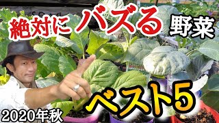 【家庭菜園ランキング】園芸店長が今年流行る家庭菜園用お野菜ランキングベスト５を発表！　初心者が作るべき野菜はこれです  japan garden