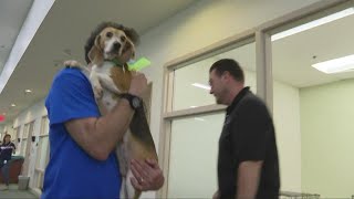 4,000 beagles rescued from a Virginia facility