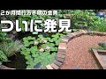 2か月前から行方不明になっていた庭池の金魚をようやく発見しました。結局犯人は? 池の濁り解消に水作ジャンボを複数投入へ。