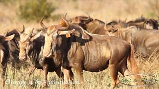 King Jabu Breeding Herd 2017