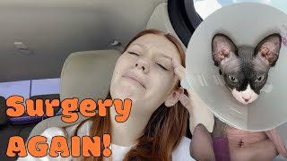 She Needs Surgery AGAIN!