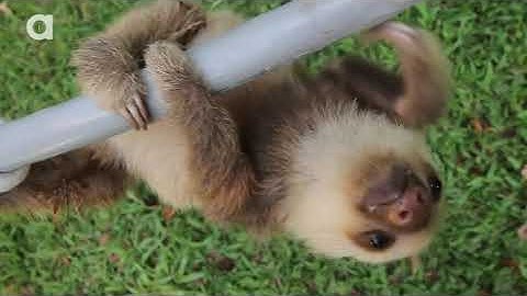 What does a sloth say?